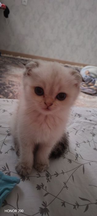 Шатланский Шиншилла