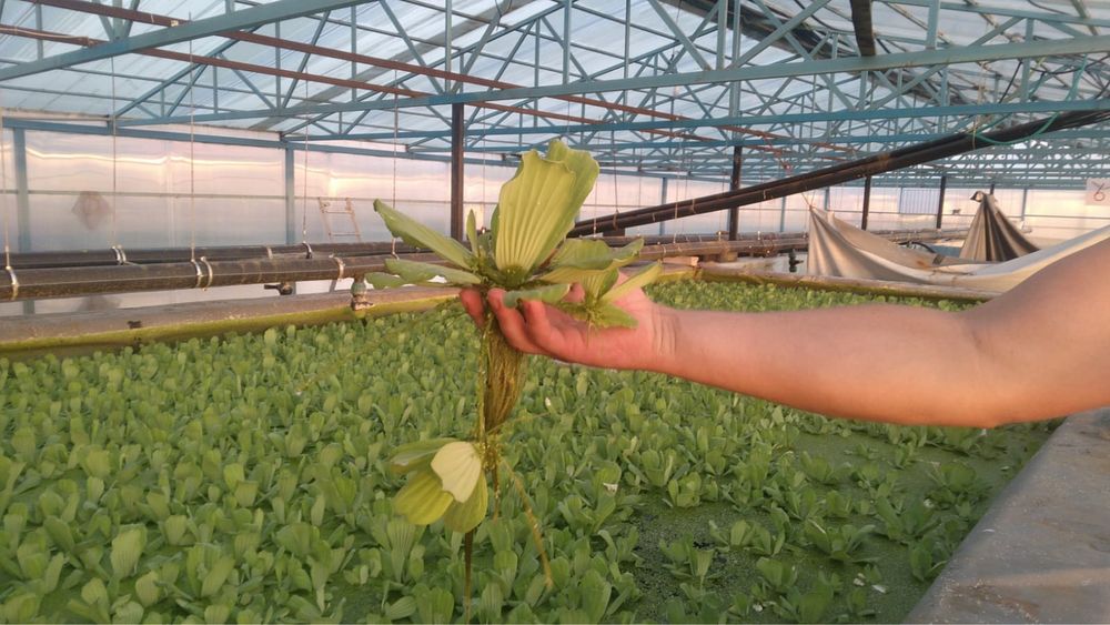 Пистия растения.