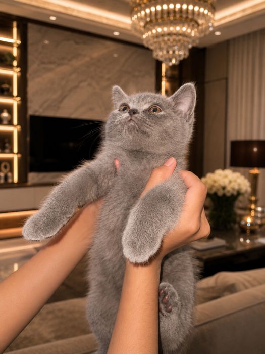 Scottish fold va scottish brittish