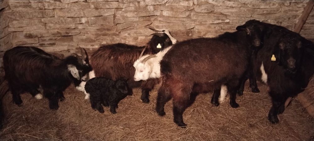 Продам коз 9 голов