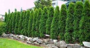 Западна туя Смарагд