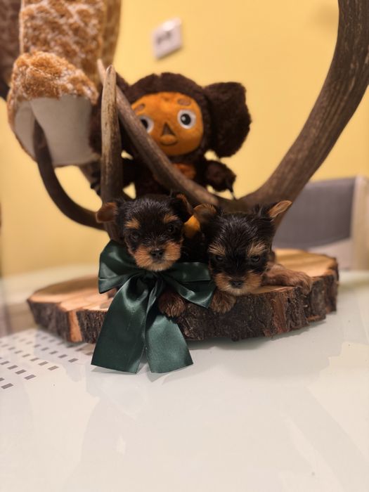 Йоркширски териер мини