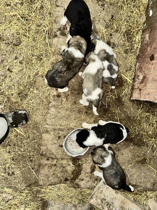 Алабай күшіктер