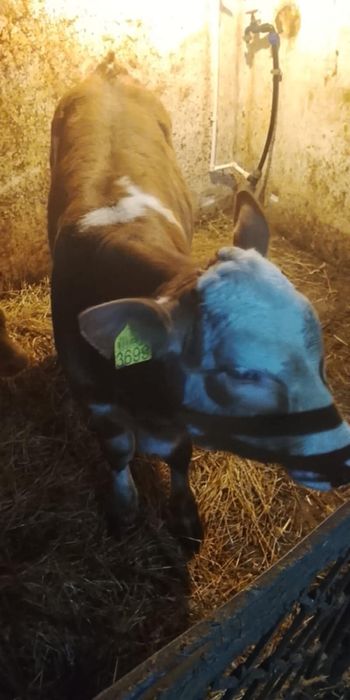 Vacă cu vițel sau separat