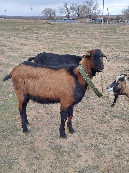 Козел альпонуб 50/50.