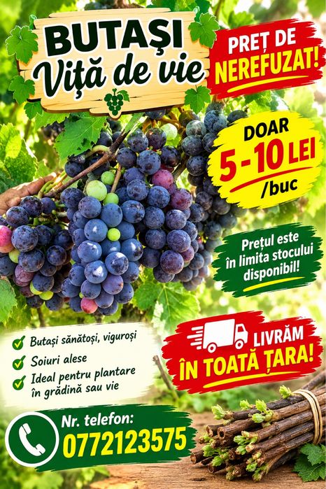 Butasi vita de vie altoita si hibrid