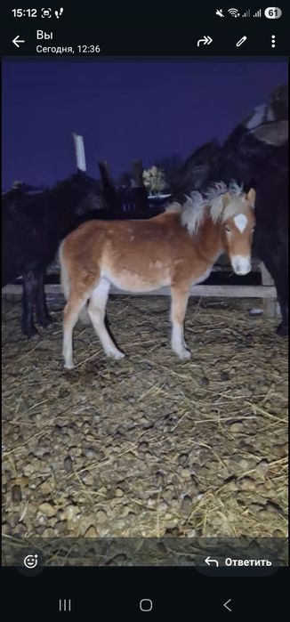 Продам бие жабагы