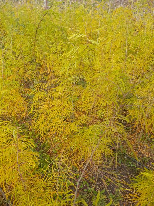 Puieti de stejar și glădiță