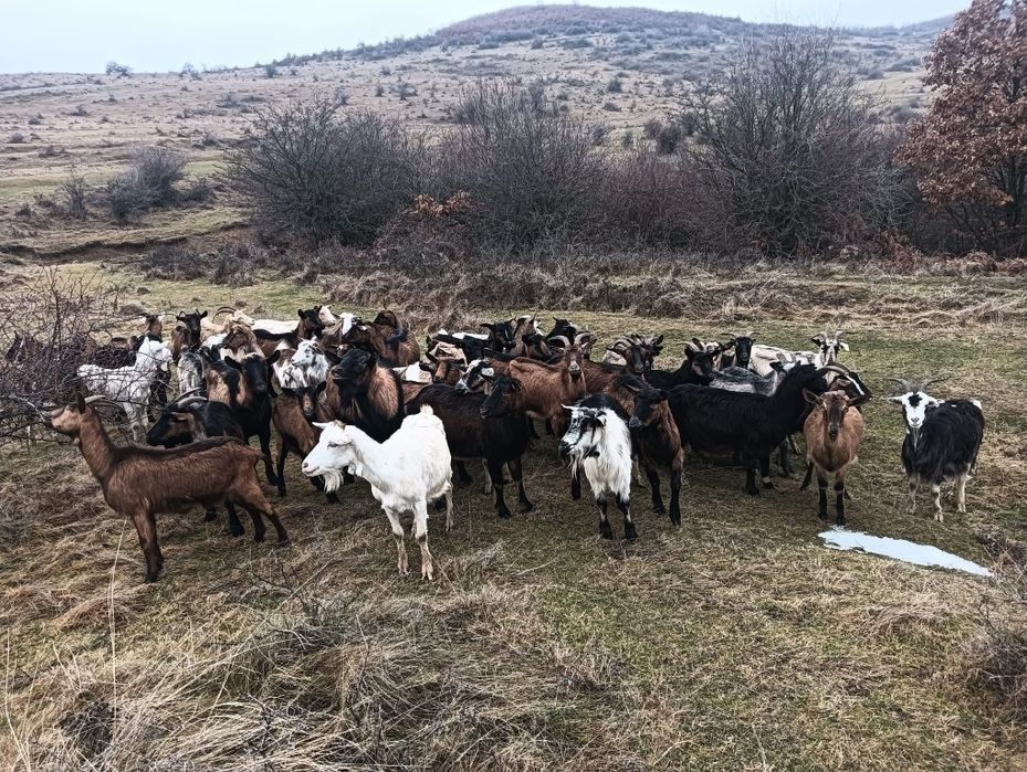 Capre de vânzare urgent