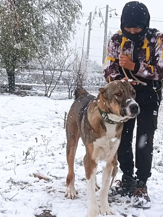 Тазы 7 айлық Төбет Бір жасқа толды