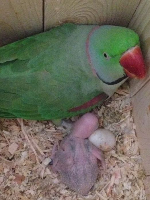 Продаётся парочка Александрийский попугай