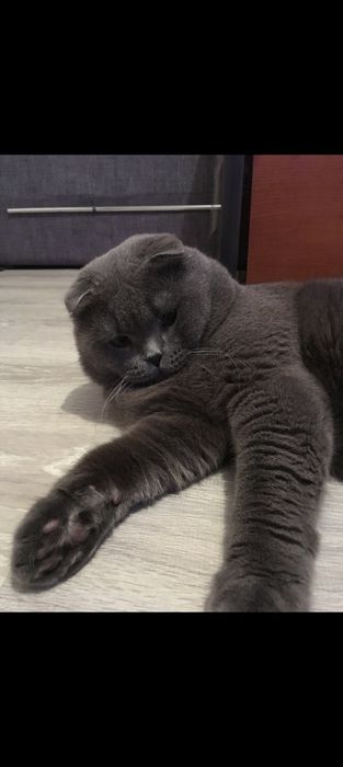Отдам кота в добрые руки.