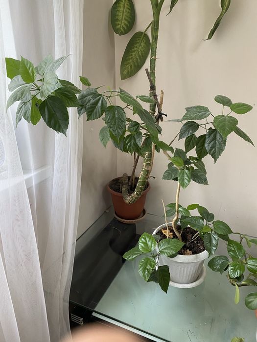 Домашние цветы.