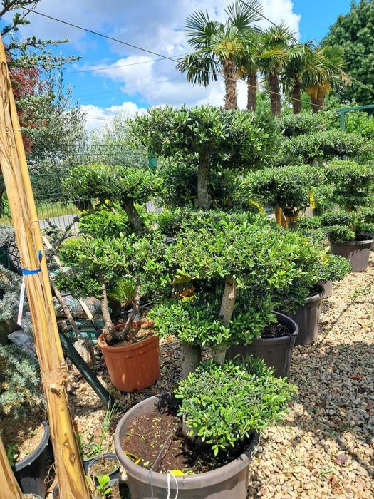 Plante Ornamentale de la 35 Lei + Transport Gratuit & Plantare Inclusă