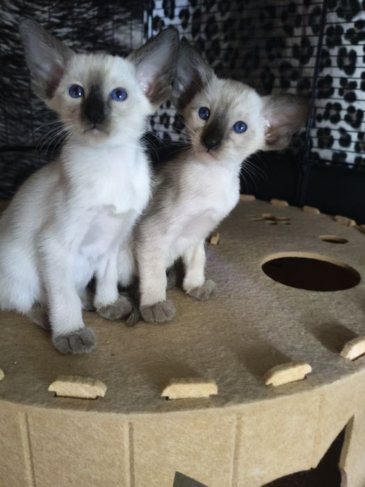 Ориентальные котята