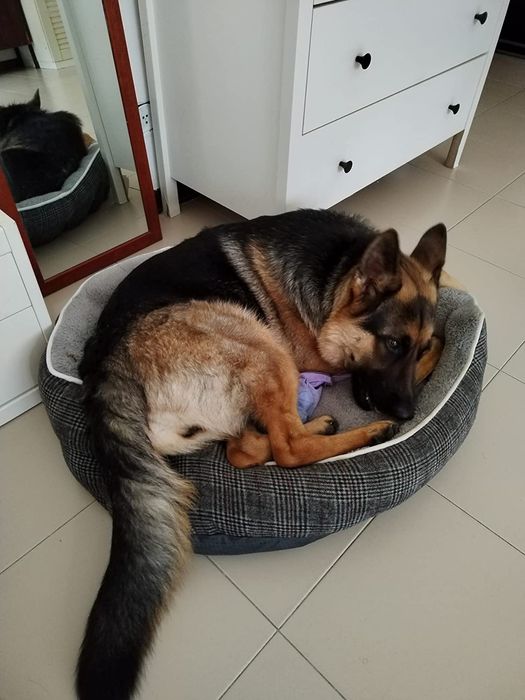 Легло за домашни любимци за кучета и котки, 75х65х20см, светло сиво