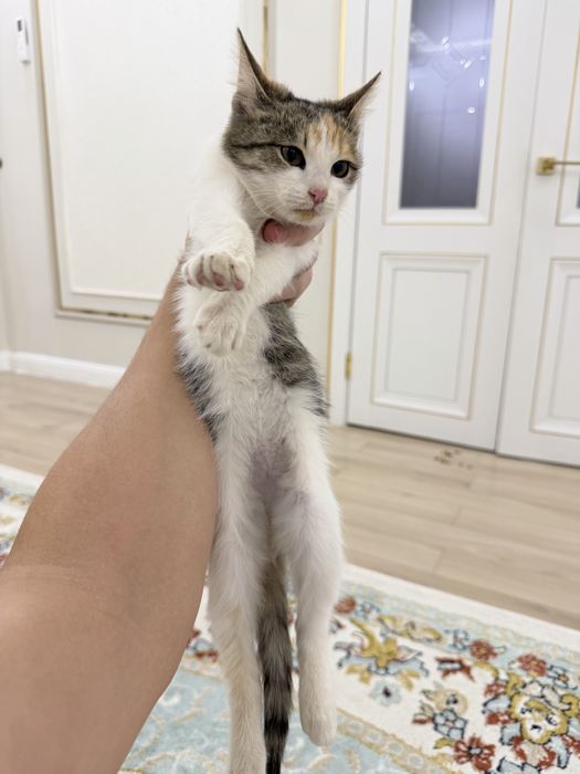 Отдадим котенка в хорошие руки!!!