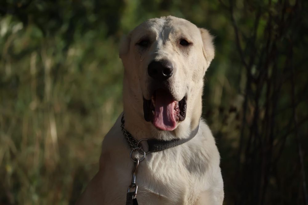 Девочка Алабая подрощенная