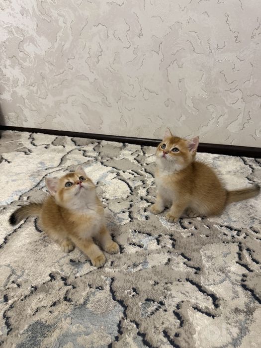 Британские золотые шиншиллы