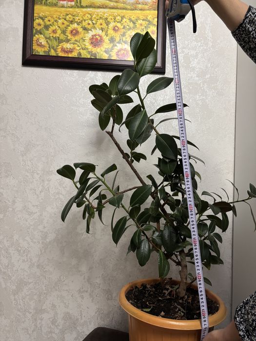Фикус высотой 120см