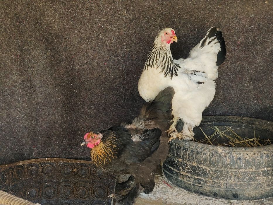 Брама тауыктар сатылады