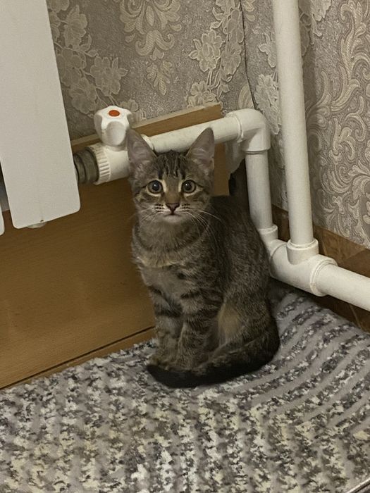 Отдам в добрые руки