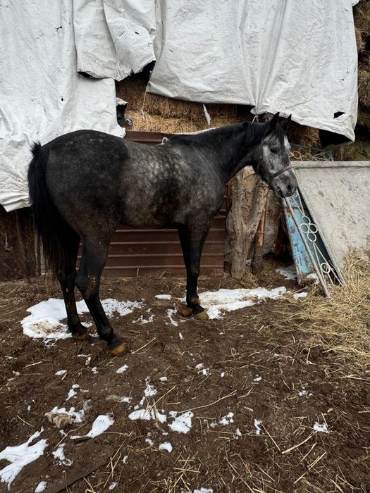 Айгыр жеребец байтал