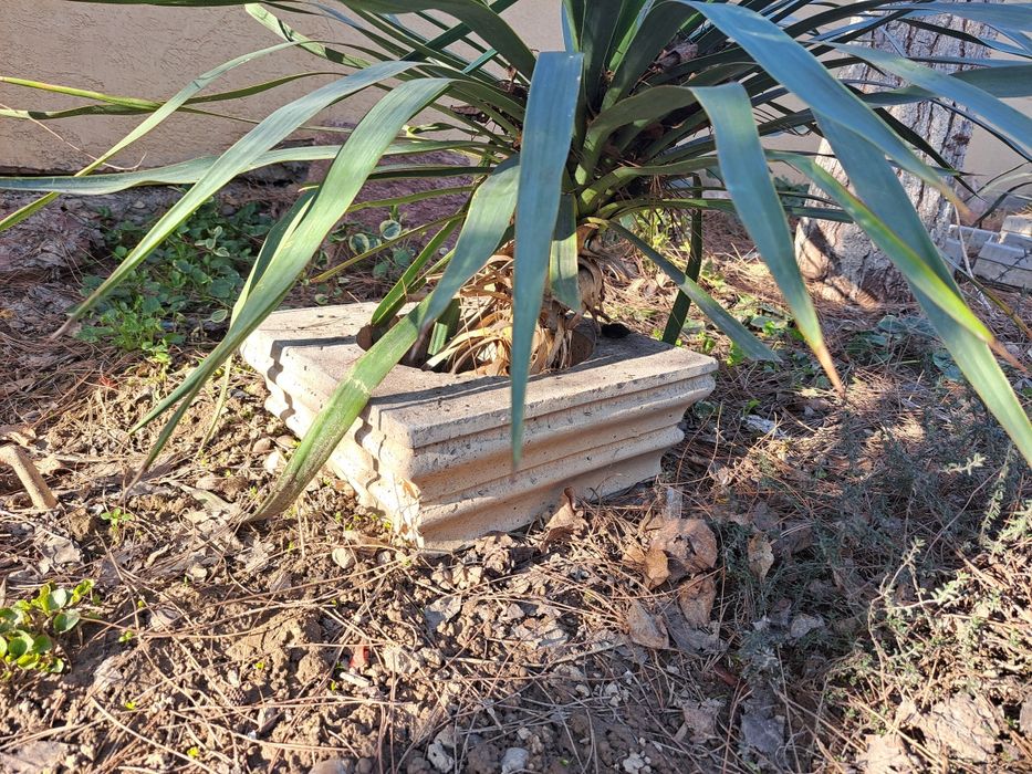 Гул ва декаратив дарахт учун