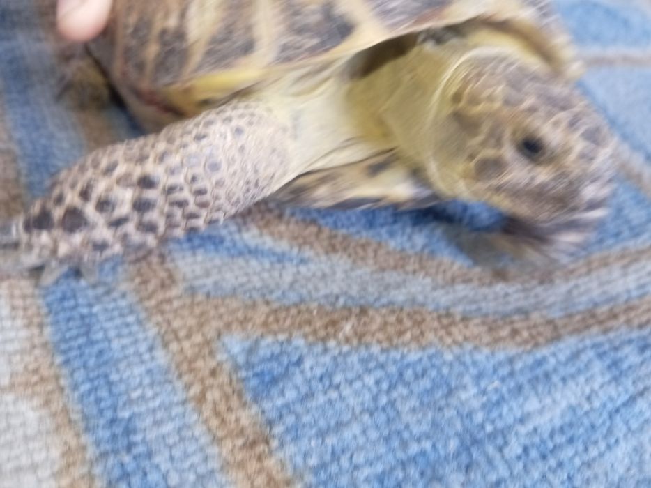 Продаётся черепаха