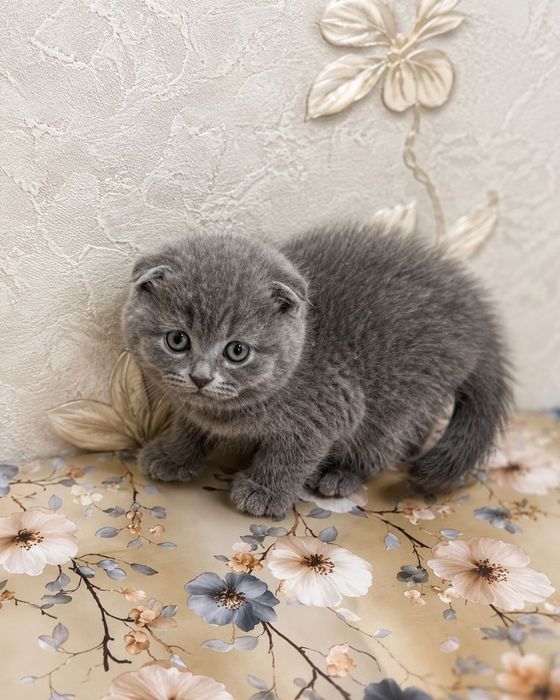 Продаются котята скотиш фолд и скотиш страйт