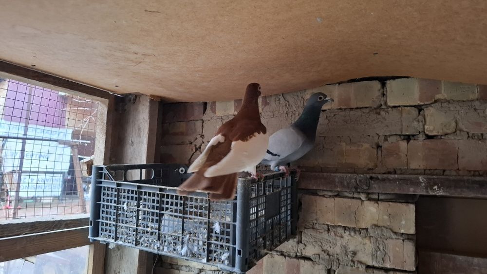 Голуби камышинские