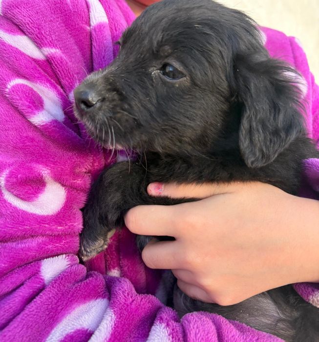 Охотничьи щенки бесплатно