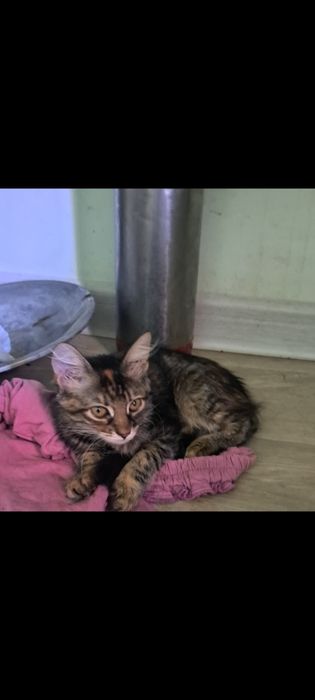 Отдадим котят в добрые руки