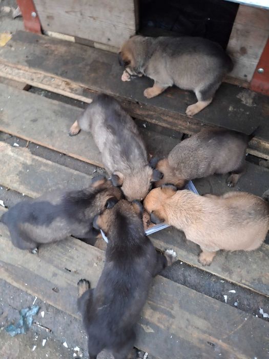 Donez catei metis talie mijlocie