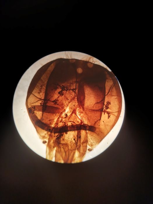 Microscop molecular Celestron