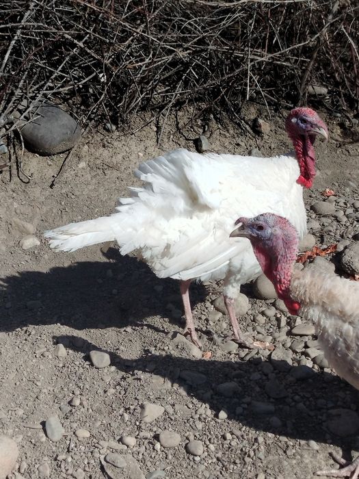 Продам индюка молодого