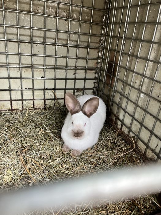 Vand iepuri californieni