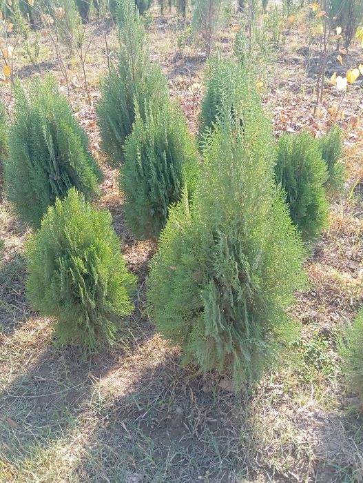 Archa kuchatlar optim