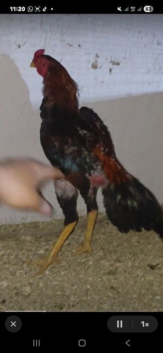 Дакан петух проверенный