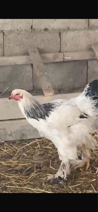 Брама 4 айлық қораздар сатылады