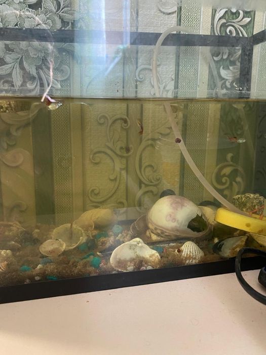 Аквариум балығымен сатылады