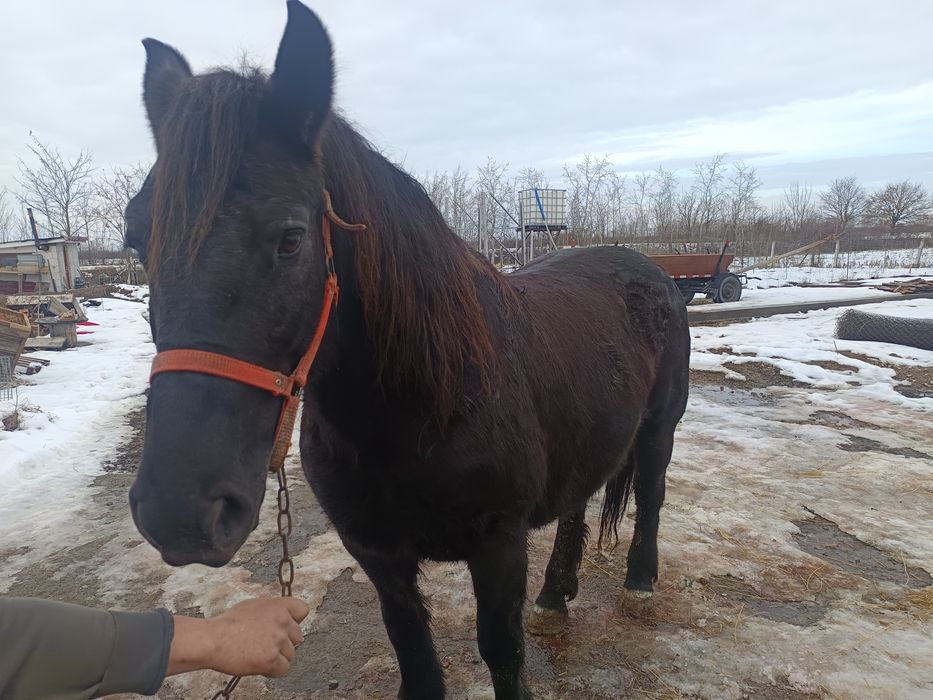 Vând o iapă de 9 ani
