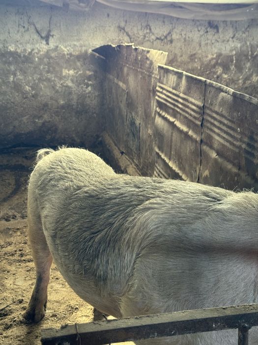 Работещ Нерез Прасе