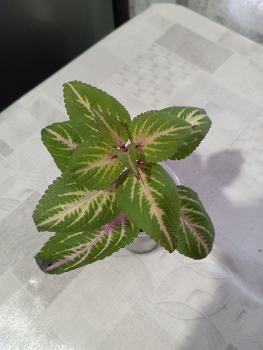 Укоренённые колеусы