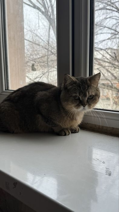 Продается золотистый шиншилла