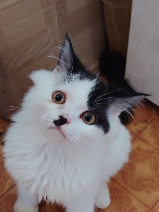 Белый пушистый шотландец мальчик