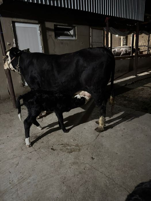 Осы сиыр сатылады