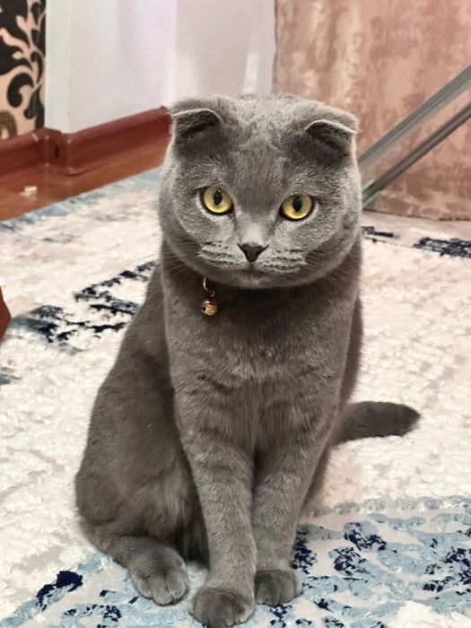 Отдам кошку в добрые руки