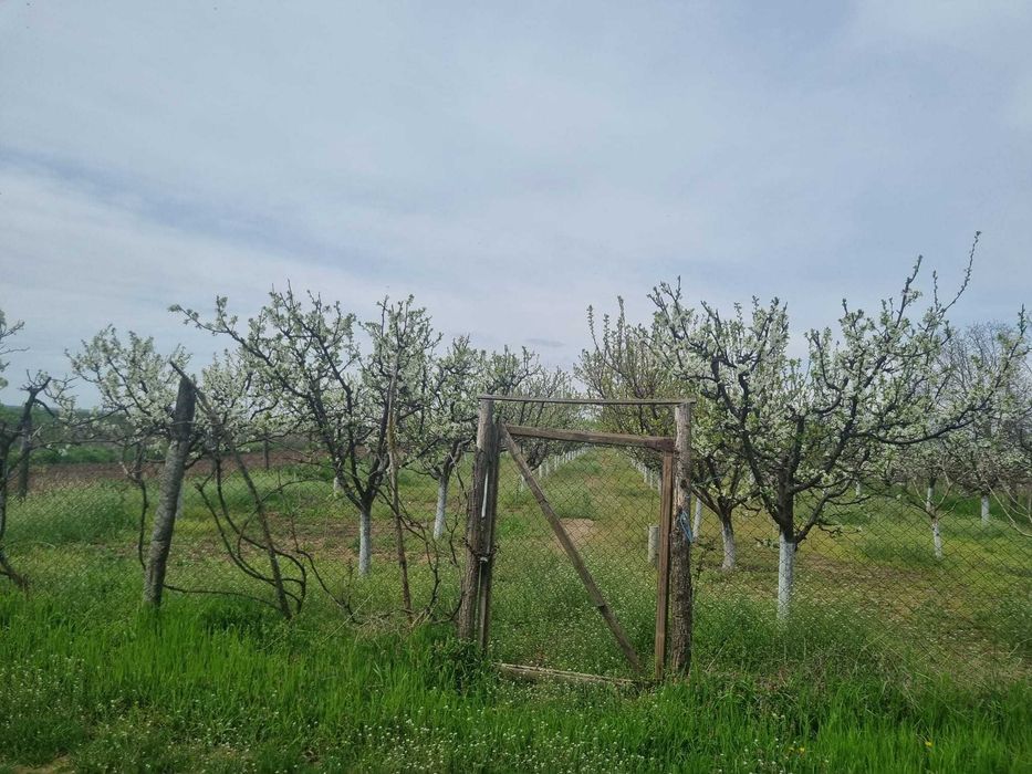 Livadă tânără, 2000 m, Dridu-Snagov