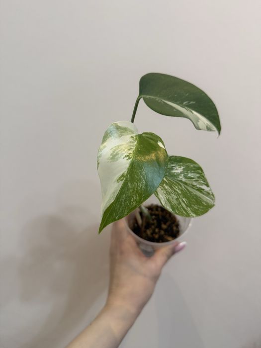 Монстера Альба 10000 тенге